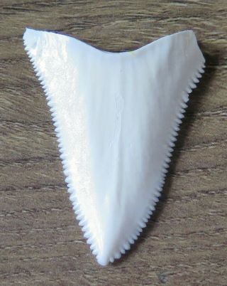 1.  778 " Upper Principle Nature Modern Great White Shark Tooth (teeth)