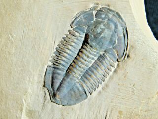 A 500 Million Year Old Asaphiscus Trilobite Fossil From Utah 288gr B E