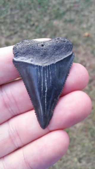 1 7/8 ",  Fossil Great White Shark Tooth Found In Sc Not Megalodon Natural