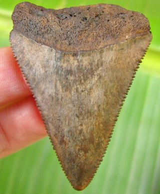 Big Florida Fossil Great White Shark Tooth Not Megalodon Teeth Scuba