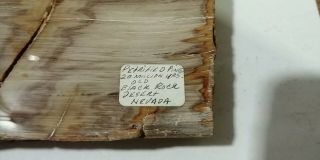 Large Petrified Pine Wood Slab From Black Rock Desert Nevada 2