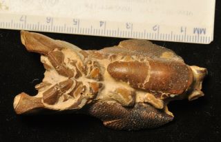 Fossil Scorpion Mud Lobster - Thalassina Anomala From Australia