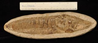 Fossil Fish - Vinctifer Comptoni From Brazil