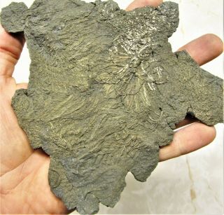 Huge Pyrite Crinoid 166 Mm Fossil Uk Jurassic Pentacrinites Fossilis Charmouth