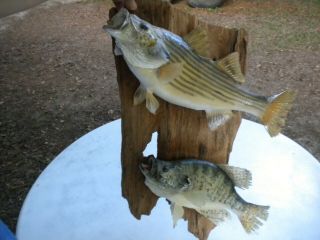Vintage Real Skin Large Crappie White Perch & Striped Bass Fish Mount Taxidermy