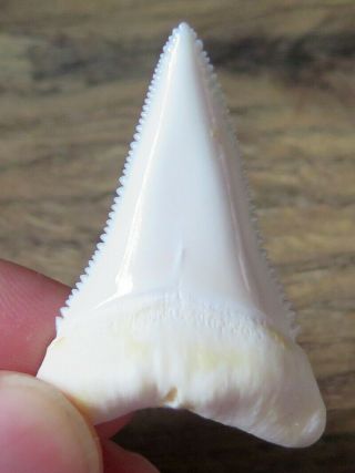1.  660 " Lower Nature Modern Great White Shark Tooth (teeth)