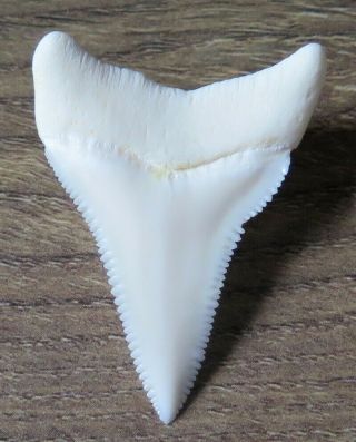 1.  659 " Lower Nature Modern Great White Shark Tooth (teeth)