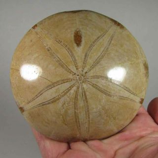 3.  8 " Polished Fossil Sea Urchin Jurassic Period - Sakaraha,  Madagascar