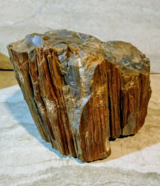 Arizona Petrified Wood - Dark Quartz - Full Round - 11,  lbs 2