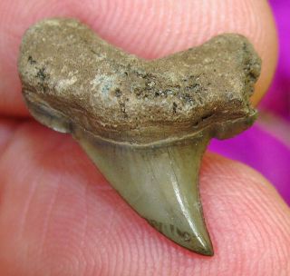 South Carolina Fossil Benedini Shark Tooth With Cusps Not Megalodon Or Meg Teeth