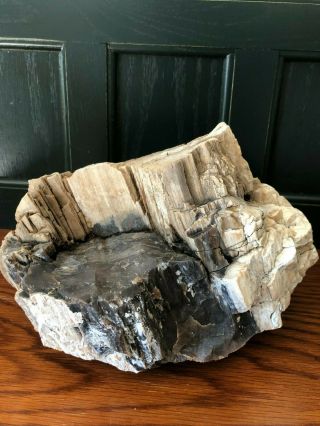 Nevada Petrified Wood Natural Fossil Rough Different Minerals 8.  8 Lbs