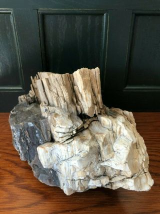 Nevada Petrified Wood Natural Fossil Rough different minerals 8.  8 LBS 3