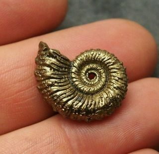 24mm Kosmoceras Sp.  Pyrite Ammonite Fossils Callovian Fossilien Russia