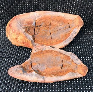 577g Natural Madagascar Fish Fossil Rough Mineral Samples A2845