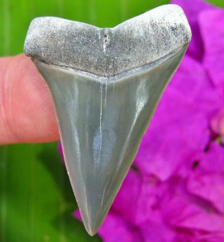 Top Quality Venice Beach Florida Fossil Mako Shark Tooth Not Meg Teeth Scuba