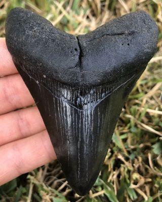 3.  8 " Megalodon Tooth