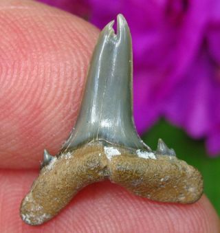 Deformed Double Tip Venice Florida Fossil Sand Tiger Shark Tooth Not Megalodon