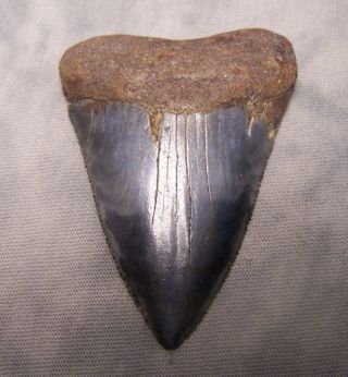 Great White Shark Tooth 2 5/8 " Fossil Teeth Jaw Megalodon Kin Dive Meg Xxl