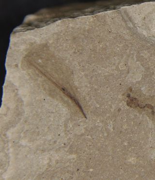 Fossil Feather & Cricket – Eocene,  Colorado