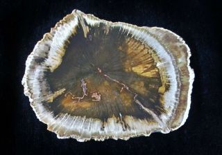 Oak (quercus Sp. ) Thin Slice From Deschutes Canyon,  Or Polished Petrified Wood