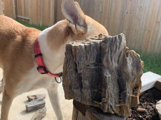 Durzy Crystals Texas Petrified Wood Oak Detailed Bark Unpolished Uncut Natural