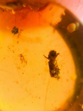 Platypodidae Beetle Burmite Myanmar Burmese Amber Insect Fossil Dinosaur Age