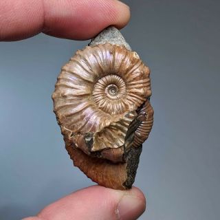 3,  1 Cm (1,  2 In) Ammonite Nodosohoplites Shell Cretaceous Russia Russian Ammonit
