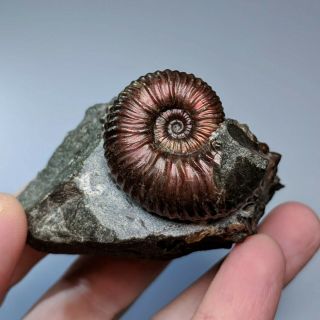 3,  6 Cm (1,  4 In) Ammonite Acanthoplites Shell Cretaceous Russia Russian Ammonit