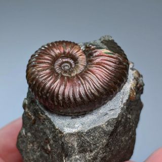 3,  6 cm (1,  4 in) Ammonite Acanthoplites shell cretaceous Russia russian ammonit 2