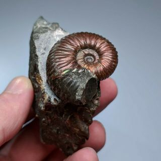 3,  6 cm (1,  4 in) Ammonite Acanthoplites shell cretaceous Russia russian ammonit 3