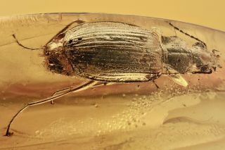 Lebiini Ground Beetle Carabidae Inclusion Baltic Amber,  Hq Pic 191002
