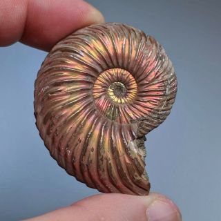 4,  8 Cm (1,  9 In) Ammonite Shell Quenstedtoceras Jurassic Pyrite Russia Fossil