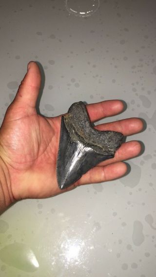Megalodon Sharks Tooth 4 1/2 Inch Huge Fossil Sharks Teeth Tooth