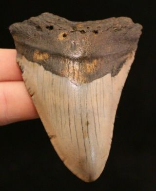 Megalodon Shark Tooth 3.  68 " Extinct Fossil Authentic Not Restored (cg12 - 197)