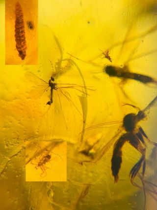 Unknown Worm&6 Mosquito&tick Burmite Myanmar Amber Insect Fossil Dinosaur Age