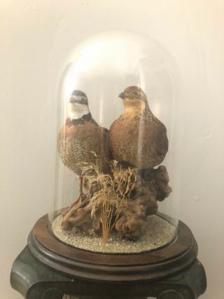 Vintage Bobwhite Taxidermy Quails Mount On Driftwood,  Glass Cloche Wooden Base