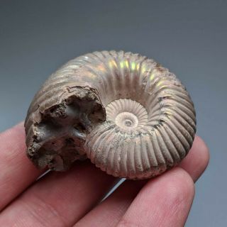 5,  2 Cm (2 In) Ammonite Shell Eboraciceras Jurassic Pyrite Russia Fossil