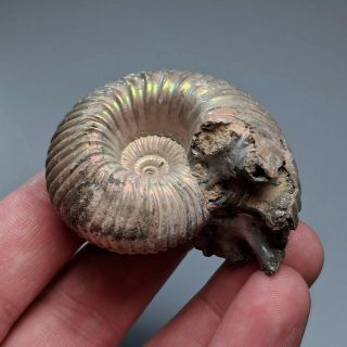 5,  2 cm (2 in) Ammonite shell Eboraciceras jurassic pyrite Russia fossil 2