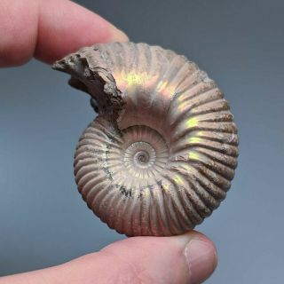 5,  2 cm (2 in) Ammonite shell Eboraciceras jurassic pyrite Russia fossil 3