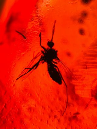 Mosquito Fly In Red Bood Amber Burmite Myanmar Amber Insect Fossil Dinosaur Age