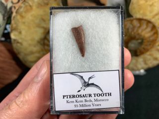 Pterosaur Tooth,  Morocco 04 - Kem Kem,  Morocco,  Dinosaur Era Reptile Fossil
