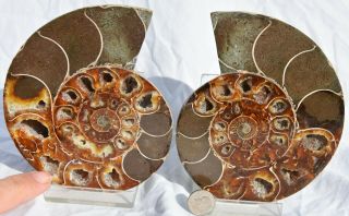 Cut Split Pair Rare Anapuzosia Ammonite D - Shaped Xlrg 4.  8 " Fossil 123mm 6301yy