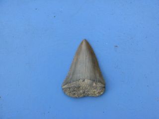 Fossilized Great White Shark Tooth Megalodon 2 3/16 "