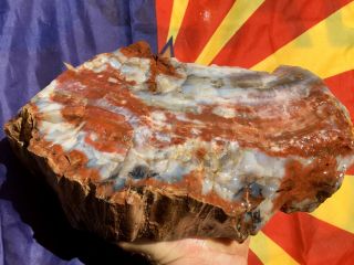 Reilly’s Rocks: Spectacular Arizona Petrified Wood,  16 Lbs