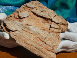 Large Basilosaurus Dinosaur Bone Agate Fossil From Morocco 5.  5 " Inches