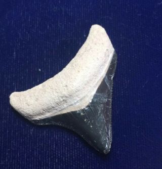 Posterior Otodus Megalodon Fossil Shark Tooth Bone Valley,  Fl
