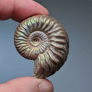 4 cm (1,  6 in) Ammonite Vertumniceras pathology jurassic pyrite Russia ammonit 2