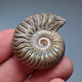 4 cm (1,  6 in) Ammonite Vertumniceras pathology jurassic pyrite Russia ammonit 3