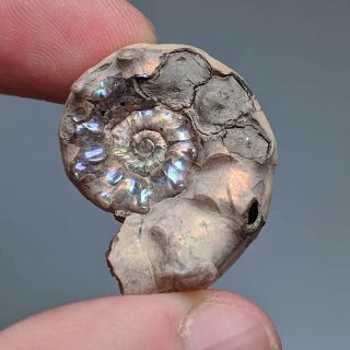 3 cm (1,  2 in) Ammonite shell Euaspidoceras jurassic pyrite Russia fossil 2