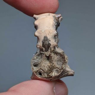 3 cm (1,  2 in) Ammonite shell Euaspidoceras jurassic pyrite Russia fossil 3